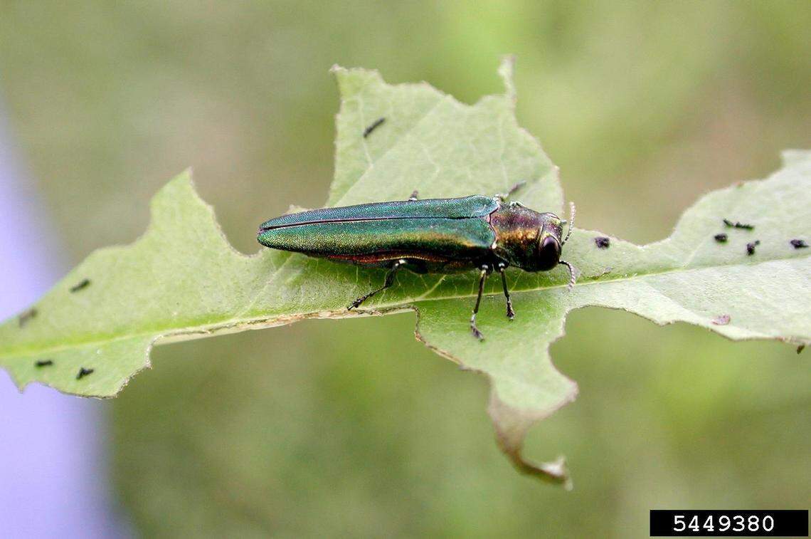 Emerald ash borer adult feeding on an ash leaf.