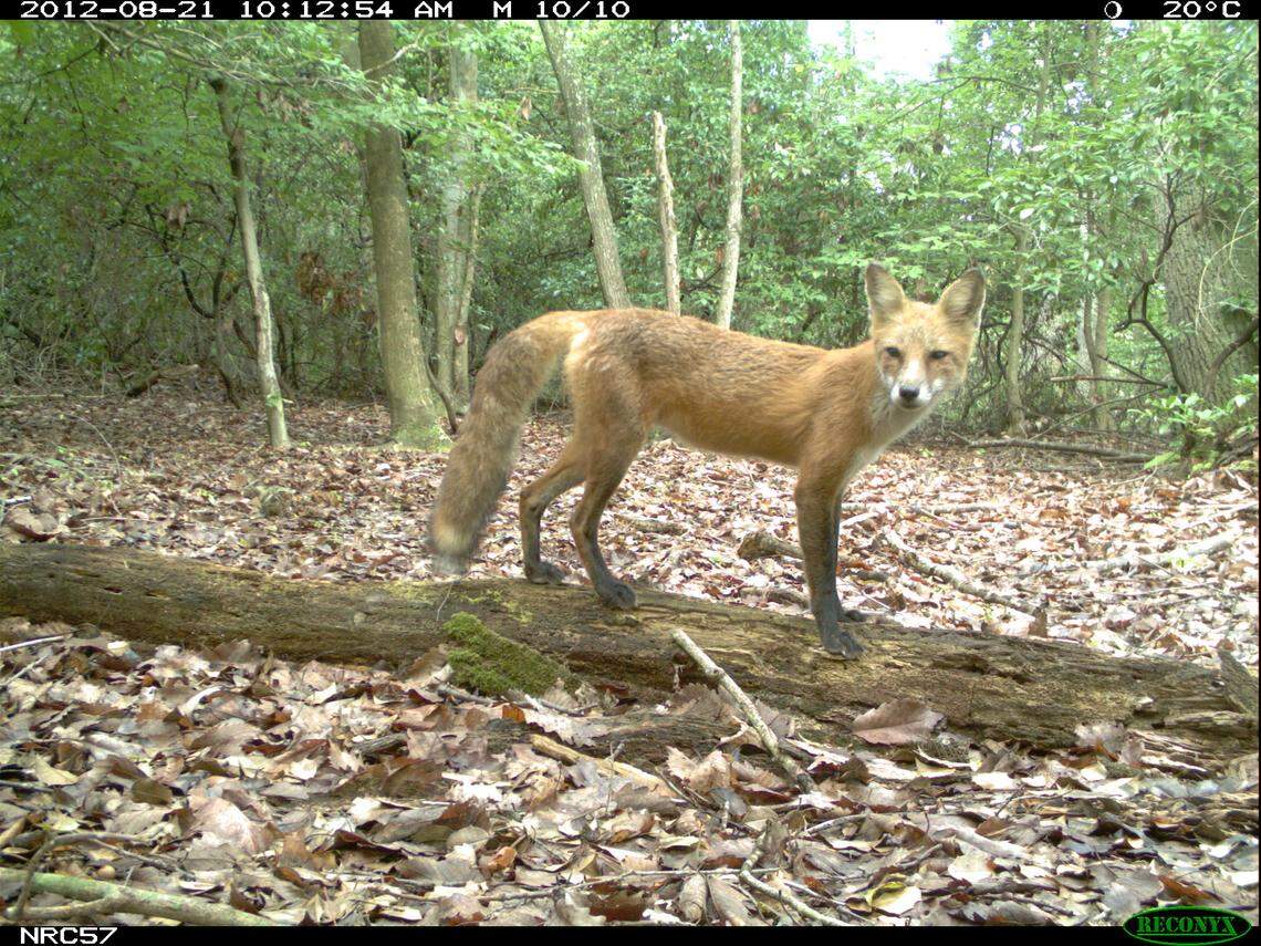 A red fox photographed with a trap camera in central North Carolina.