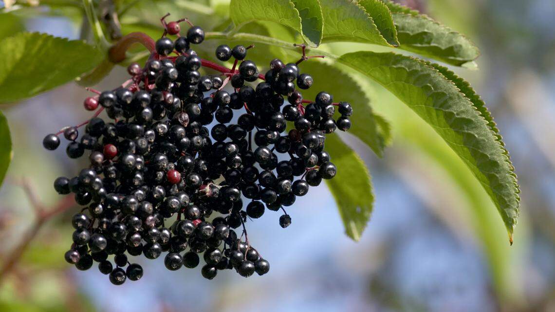 Elderberry is found in moist woods and fields.