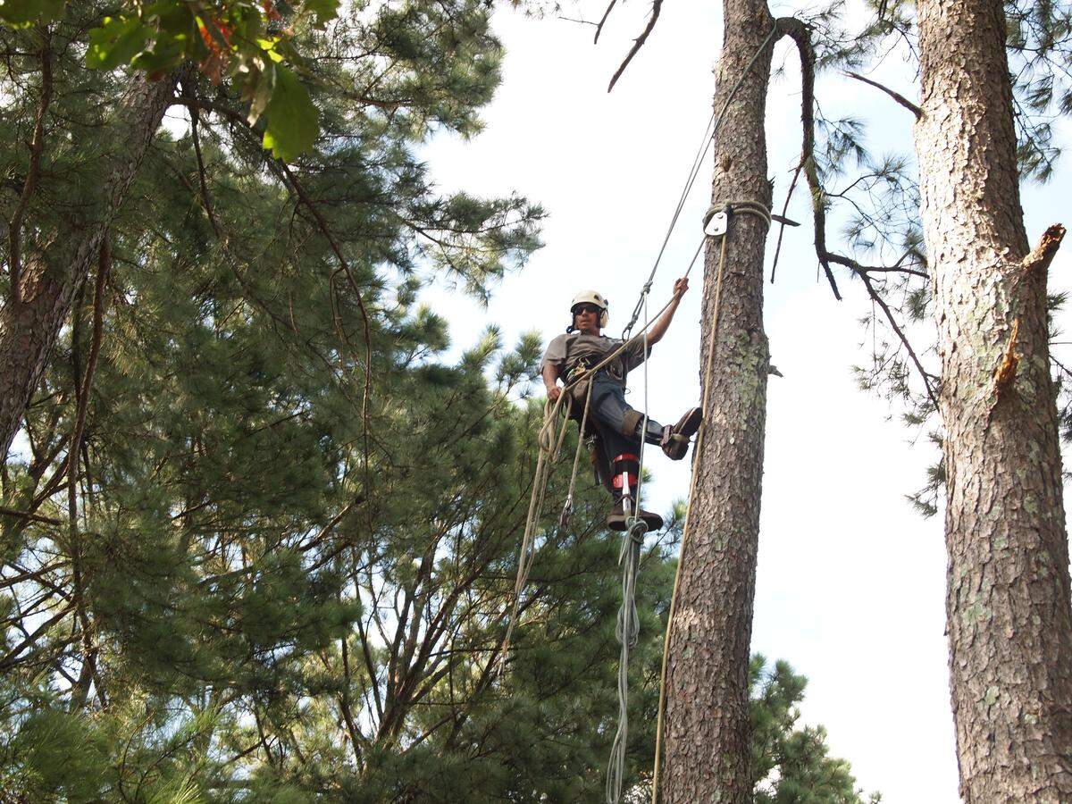 Umberto Castillo dangles from a tree during the removal of a fallen pine tree in Cary after Hurricane Florence on Monday, Sept. 17, 2018.