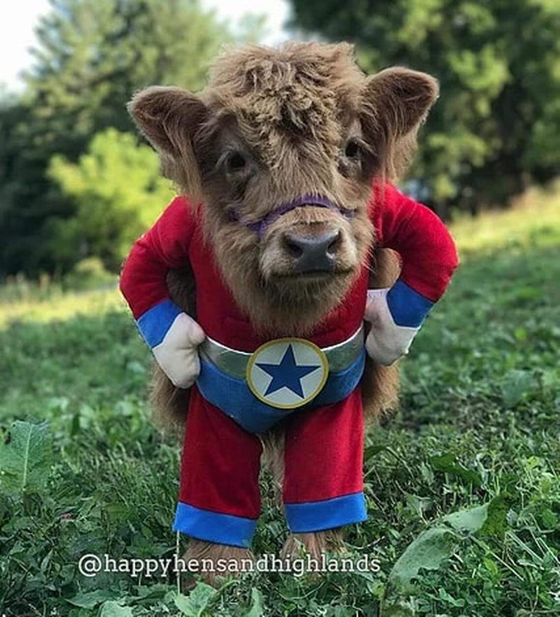 Baby James the highland cow.