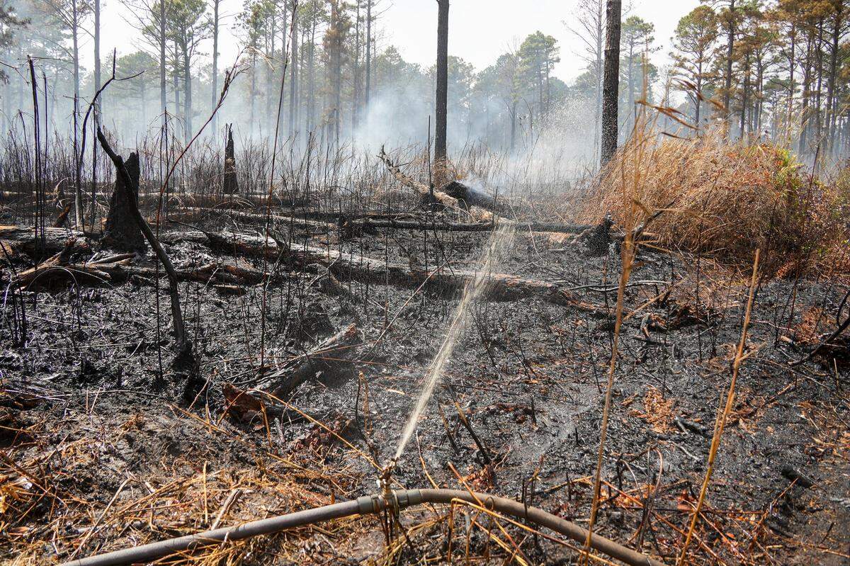 The U.S. Forest Service is working to control the Black Swamp Fire within the Croatan National Forest in Jones County. The fire is burning in the peat-rich soil of the forest. It’s one of several fires burning on federal property that show up on the Forest Service’s interactive wildfire-tracking map.