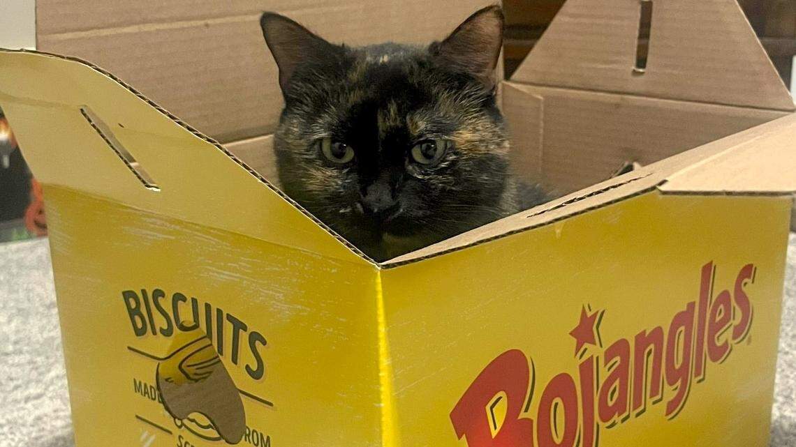 Who is the cutest cat in Charlotte? Vote for your furry friends in our final round