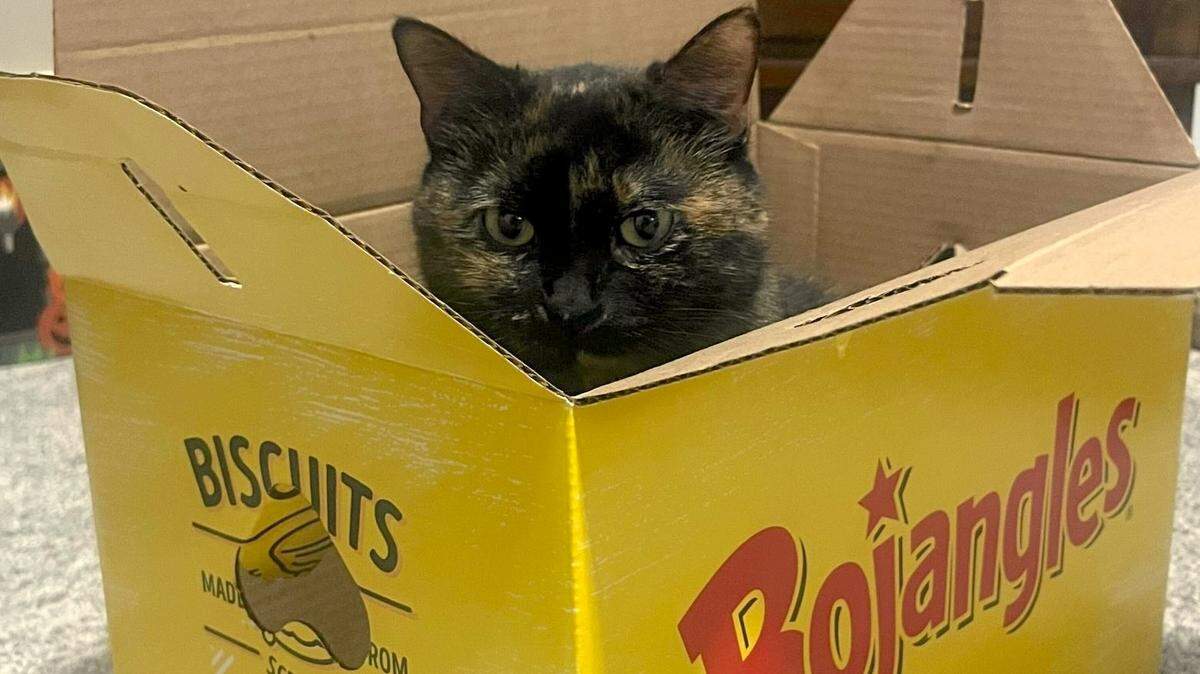 Pepper can’t run for Charlotte’s cutest cat because she belongs to Observer reporter Rebecca Noel, but maybe your cat will take the honors.