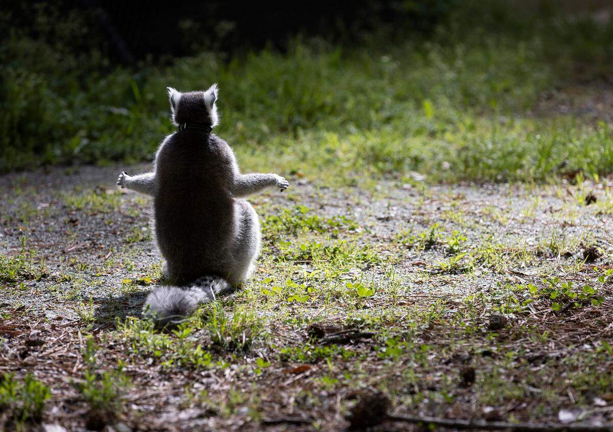 A Ring-tailed Lemur enjoys the morning sun in a forested enclosure at the Duke Lemur Center on Wednesday, April 12, 2023, in Durham, N.C.