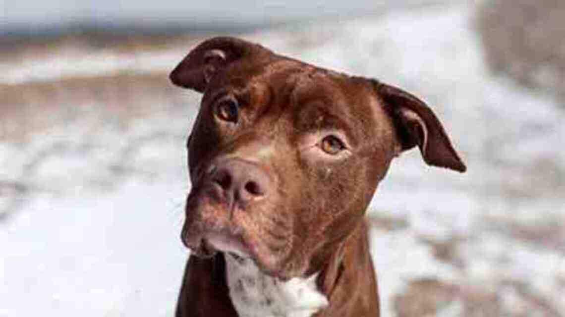 Could they be any cuter? Wake shelter is full and needs homes for a lot of animals.