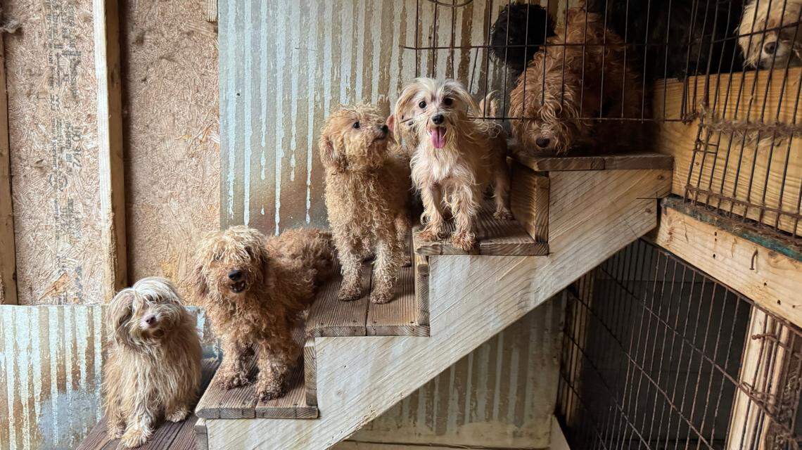 More than 100 dogs of various breeds and ages were removed from a Raleigh home on Wednesday, June 4, 2025.