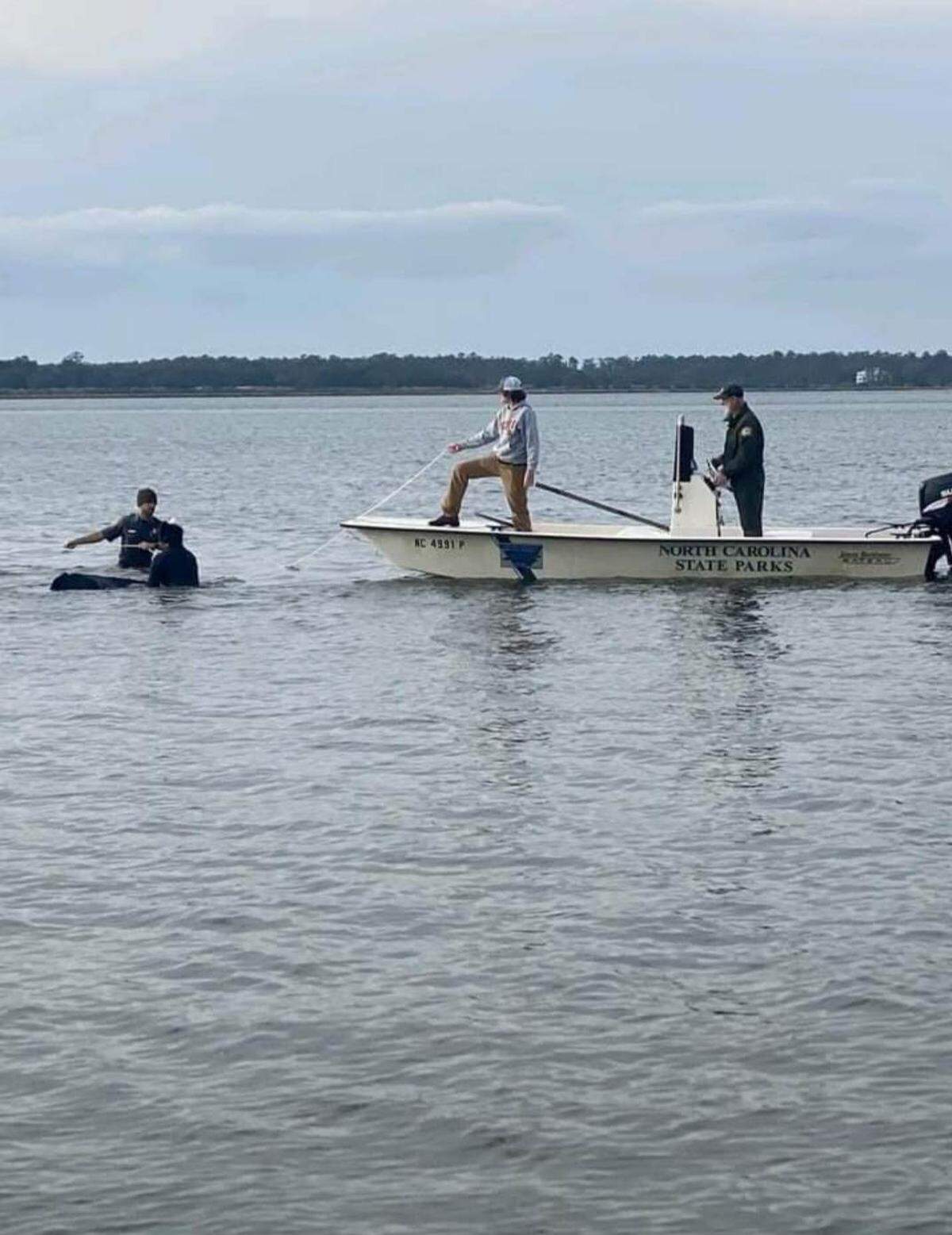 Rescuers retrieve a pair of cattle from the Cape Fear River off Carolina Beach after the pair escaped their pen at a Nativity scene.