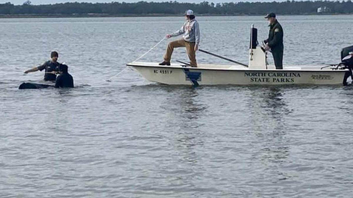 Rescuers retrieve a pair of cattle from the Cape Fear River off Carolina Beach after the pair escaped their pen at a Nativity scene.