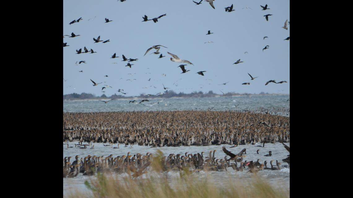 This photo was taken in November on Ocracoke Island in Cape Hatteras National Seashore, the National park Service reports.