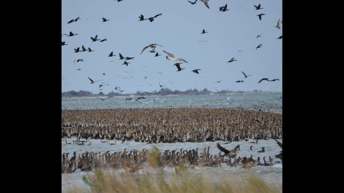 This photo was taken in November on Ocracoke Island in Cape Hatteras National Seashore, the National park Service reports.