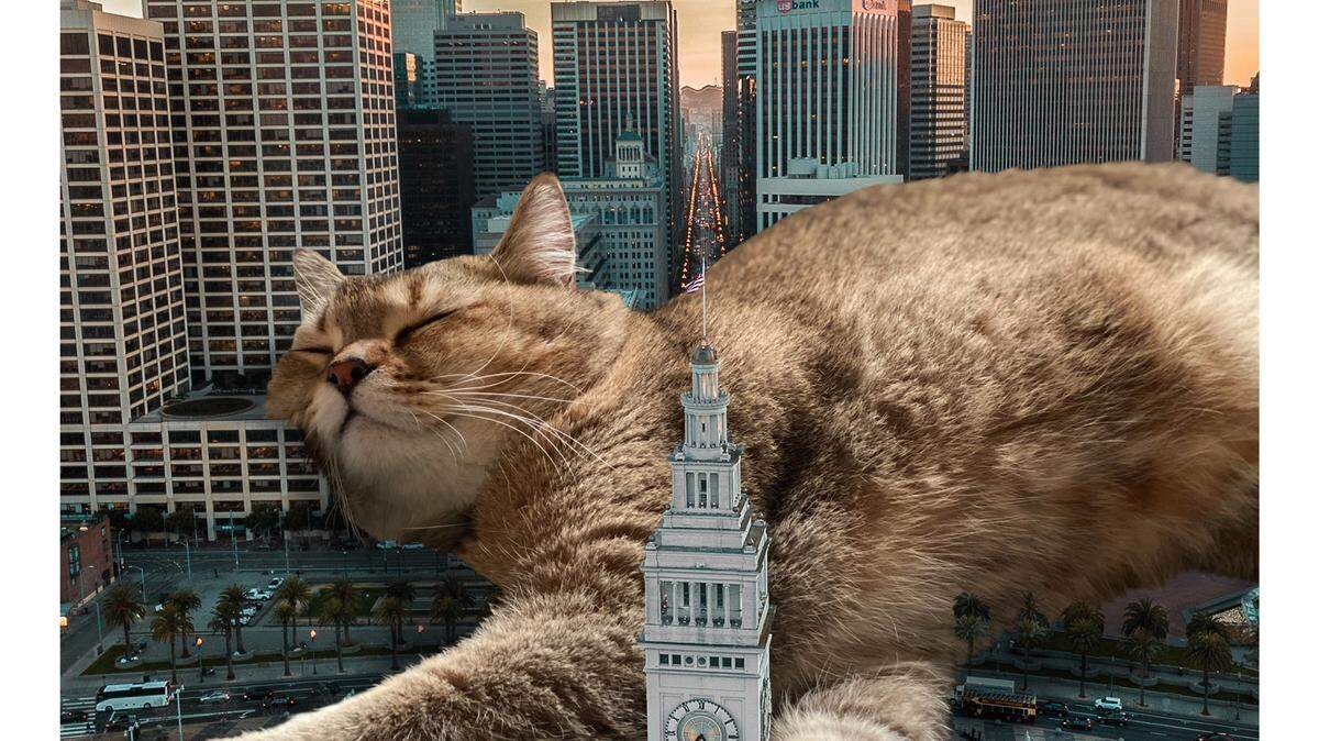 Matt McCarthy’s “Magnus Cattus” show comes to Cary Arts Center starting Thursday, June 2, featuring outsized felines in outrageous composite poses.
