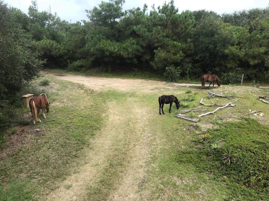 Three wild mustangs, part of the Corolla Wild Horse Herd on the North Carolina Outer Banks after Hurricane Florence.