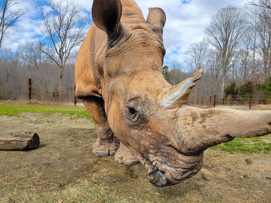 Olivia was like a beloved aunt to other animals at the North Carolina Zoo.
