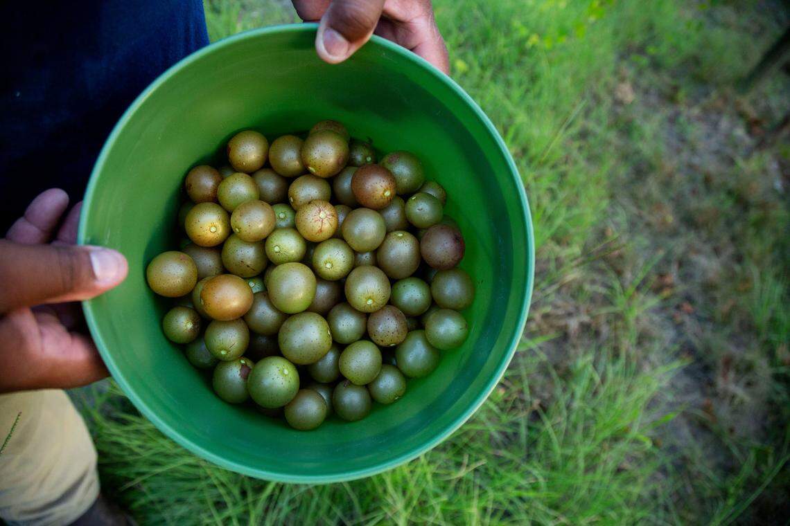 Day to day, Davon Goodwin is a farmer, taking care of grapes and pigs, which in turn take care of him. “It all became therapeutic. The land and animals don’t judge you,” Goodwin said. “Farming is just bigger than growing to me. Farming saved my life.”