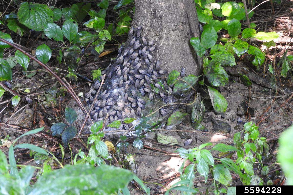 A swarm of spotted lanternflies on the base of a tree.