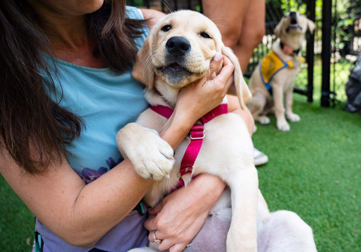 Vanessa Woods holds Sookie a puppy from the Ears, Eyes, Nose and Paws organization at the Duke Puppy Kindergarten on Friday, July 19, 2024.