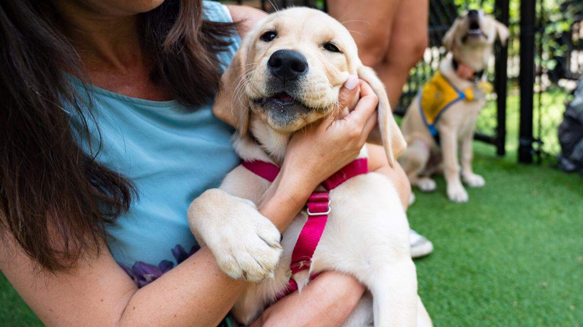 Vanessa Woods holds Sookie a puppy from the Ears, Eyes, Nose and Paws organization at the Duke Puppy Kindergarten on Friday, July 19, 2024.