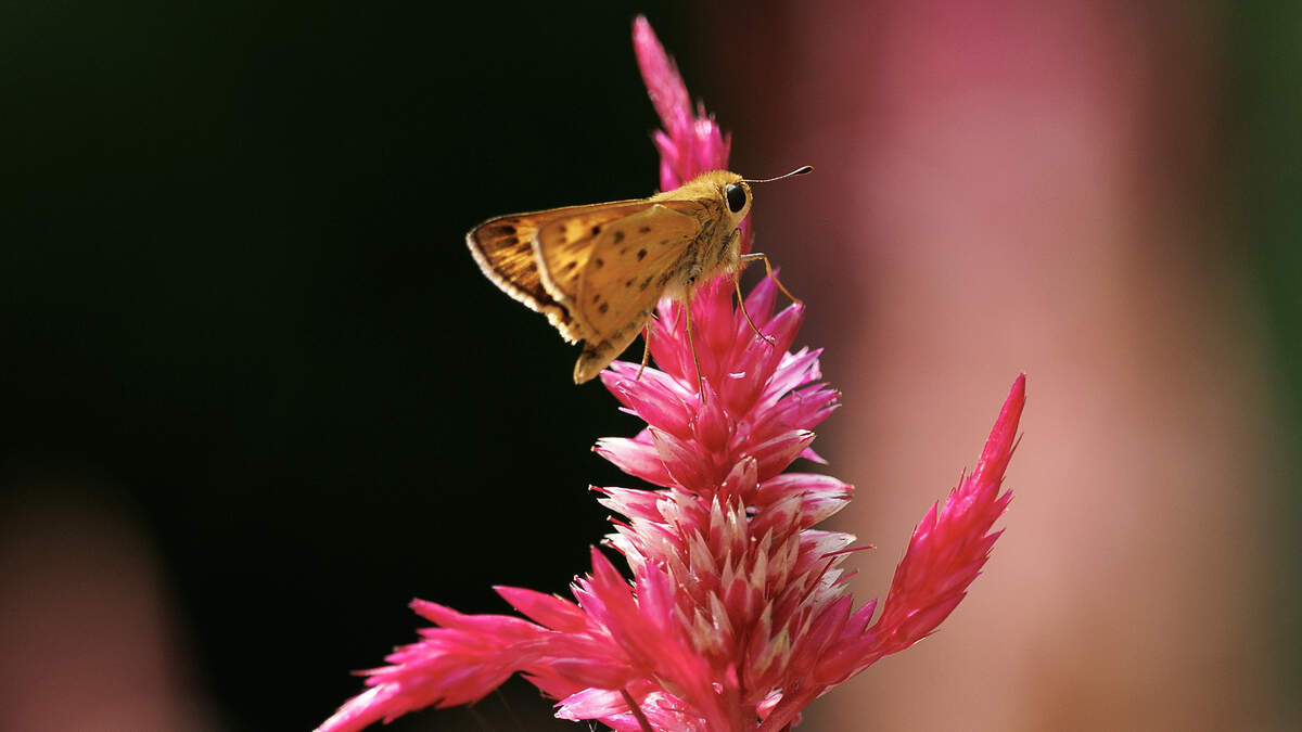 A butterfly perches atop a blooming Celosia at the NC Botanical Gardens in Chapel Hill, Thursday, Sept. 4, 2025.