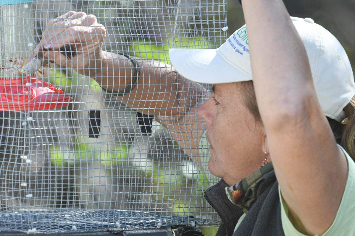 Susan Campbell, North Carolina’s leading hummingbird researcher, and her team have documented more than a dozen hummingbird varieties — about half of all U.S. species — including the Ruby-throated, Rufous, Black-chinned, the tiny Calliope and a smattering of migrants passing through.