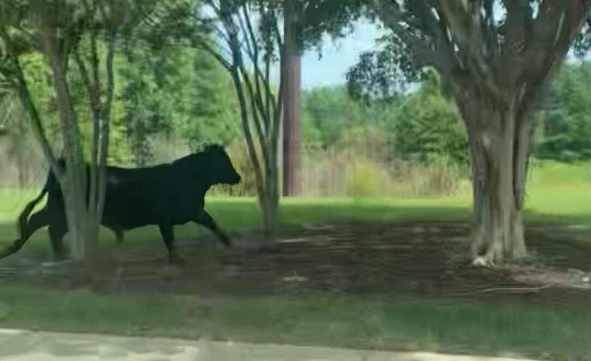 A screenshot of Roger from a security camera after the bull jumped out of a livestock trailer near White Oak Shopping Center in Garner.