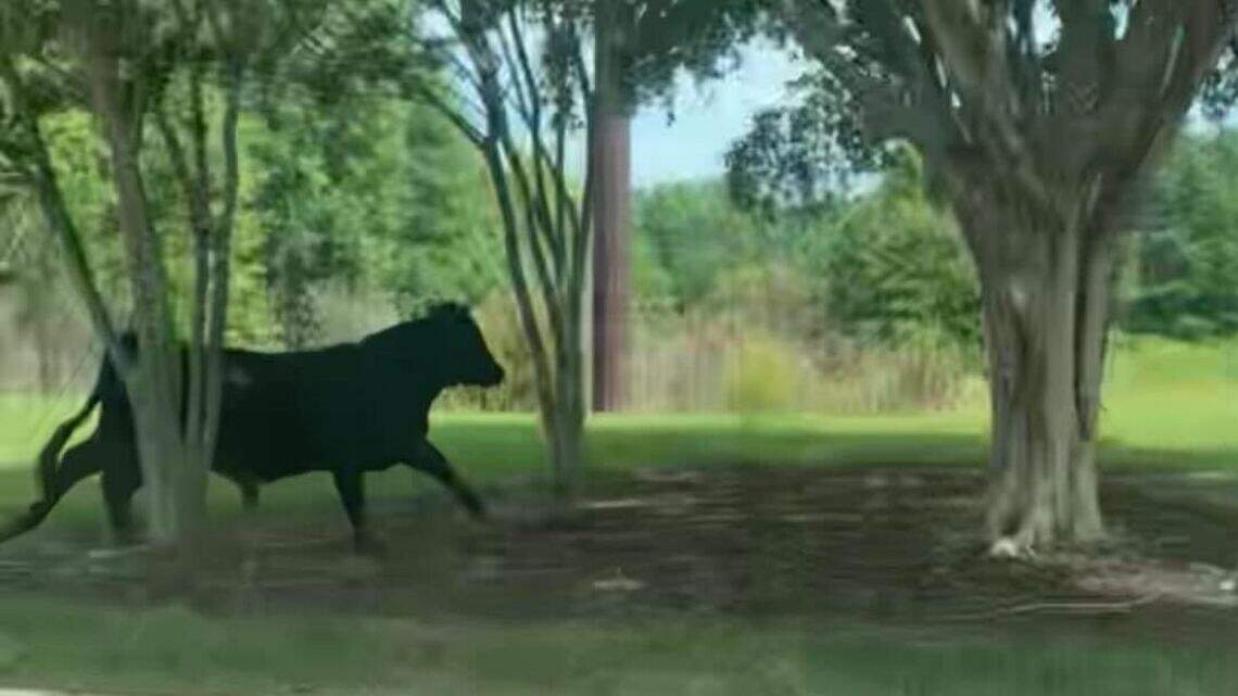 Holy cow! A runaway bull is on the loose in the Triangle. Have you seen Roger?