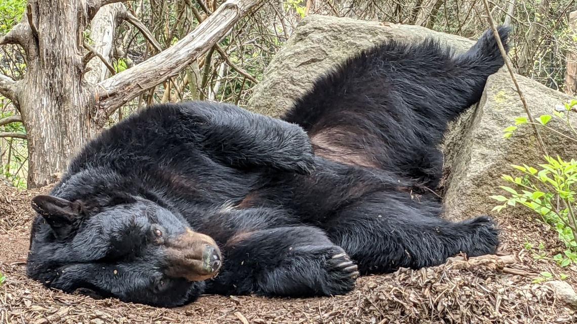 Museum of Life and Science