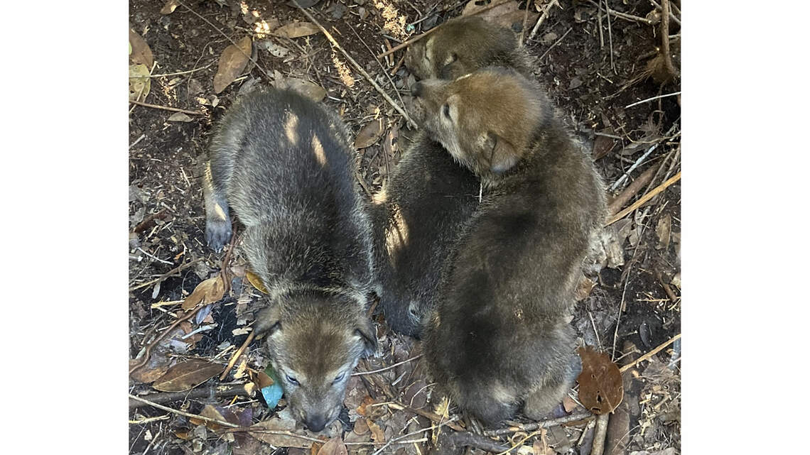 Red wolf recovery sees boost as four litters born in Eastern North Carolina