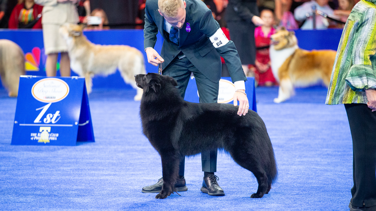Daniel Martin pets his Belgian Sheepdog, Soleil, at the NBC National Dog Show in Philadelphia. Soleil won Best In Show, her seventh such honor.