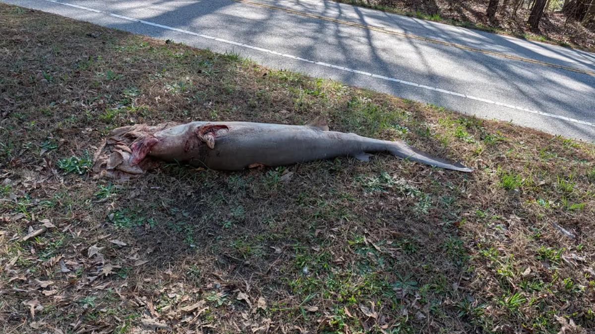 The carcass of this finned shark was found along Ligon Mill Road in Wake Forest on Sunday, March 29, 2026.