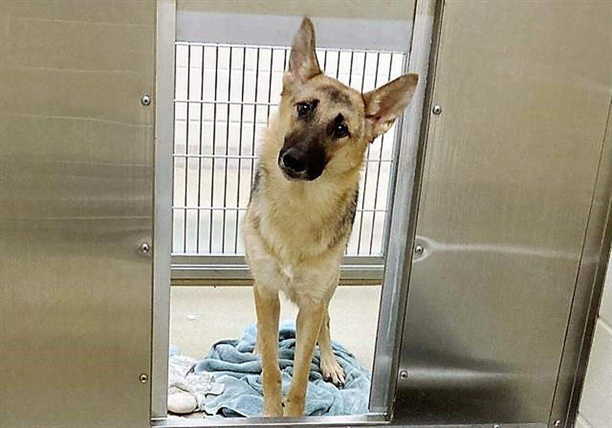 Orange County Animal Services is looking for four dogs, presumed to be wolf-German shepherd hybrids, that escaped from an enclosure in northern Orange County. This is one of the other dogs that already has been captured.