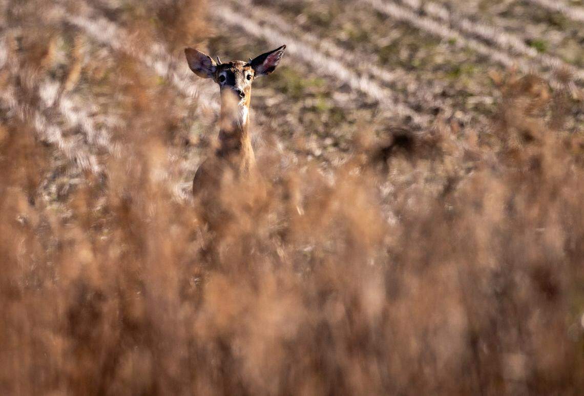 A young whitetail deer buck peers through the grassy edge of a cornfield inside the Alligator River National Wildlife Refuge on Dec. 15, 2023.