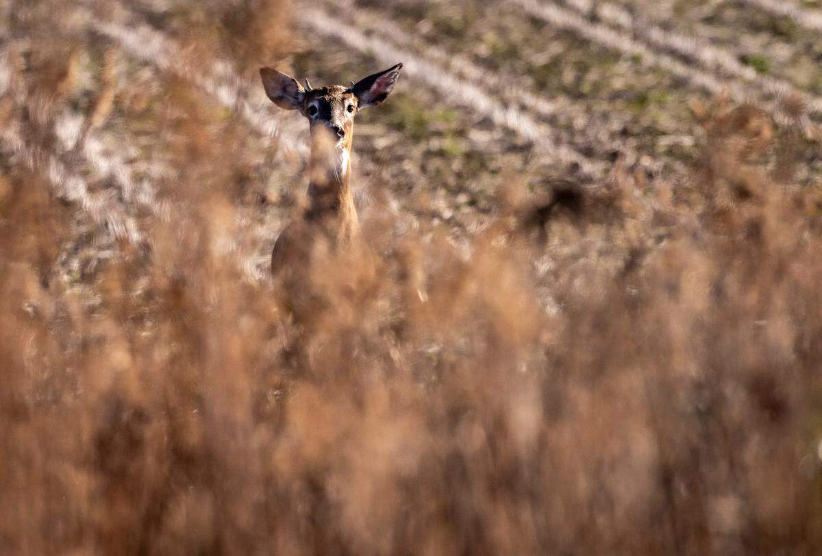 A young whitetail deer buck peers through the grassy edge of a corn field inside the Alligator River National Wildlife Refuge on Friday, Dec. 15, 2023.