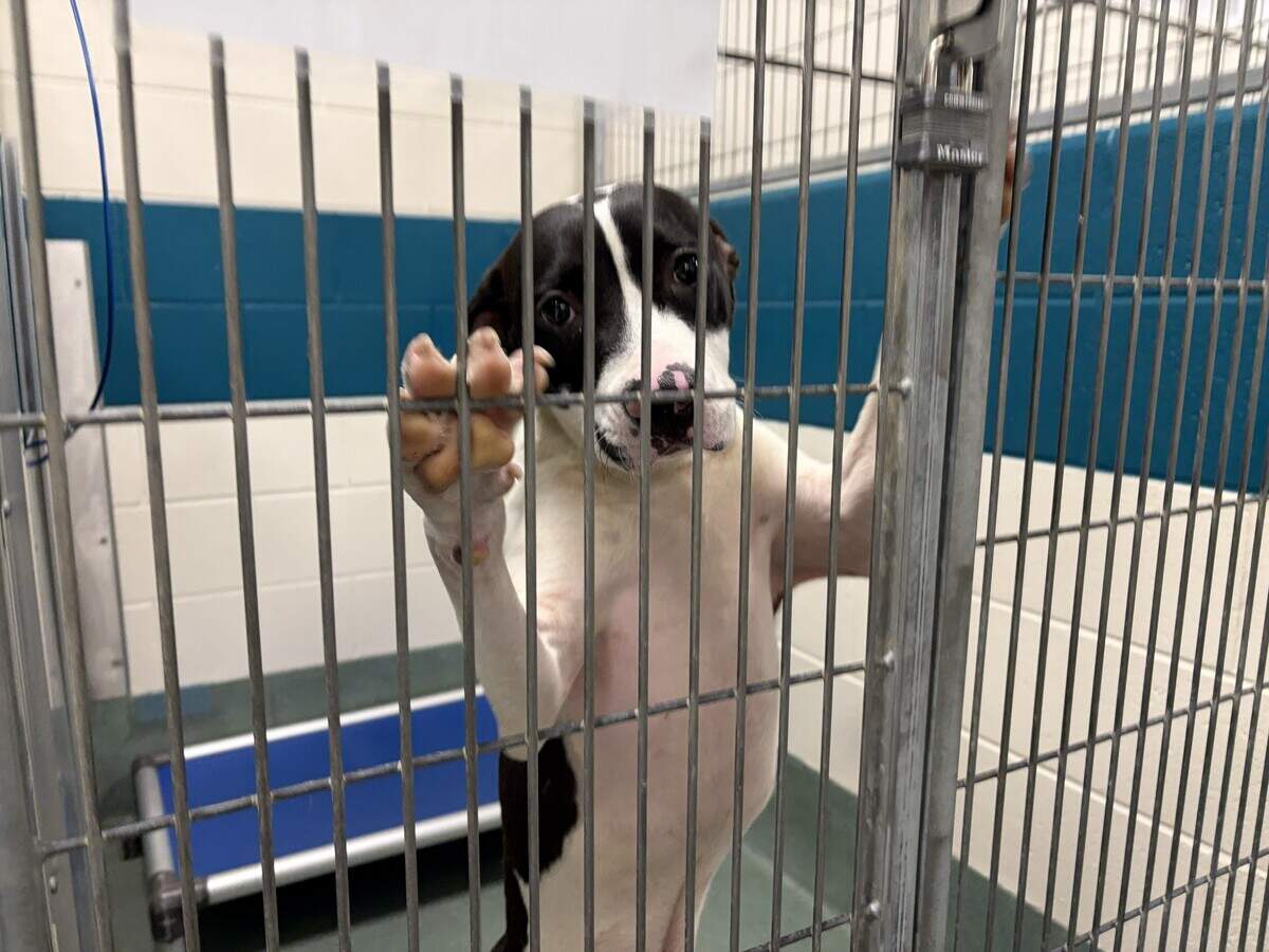 Dogs at the Wake County Animal Center typically have two connected kennel spaces, but overcrowding can require staff to house multiple dogs together.