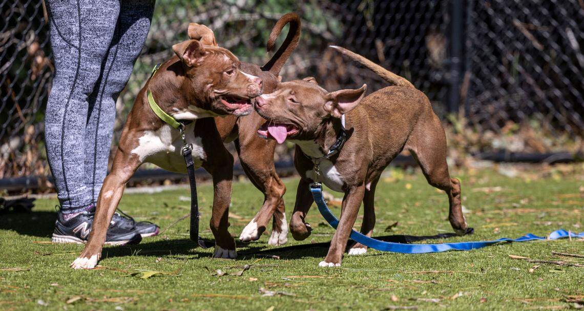 A pair of pit available for adoption play at the Wake County Animal Shelter in Raleigh Tuesday, Oct. 4, 2022. To honor National Pit Bull Awareness Month, the shelter has discounted the adoption fee for the dogs from $95 to $25.