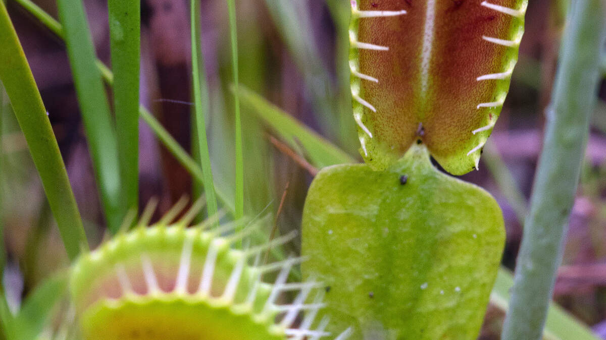 The insect-eating Venus flytrap is found naturally in a 90-mile radius around Wilmington, N.C. A wildfire burned through the Green Swamp Preserve, a key habitat for the rare plant, but managers of the preserve say the fire could provide a long-term boost.