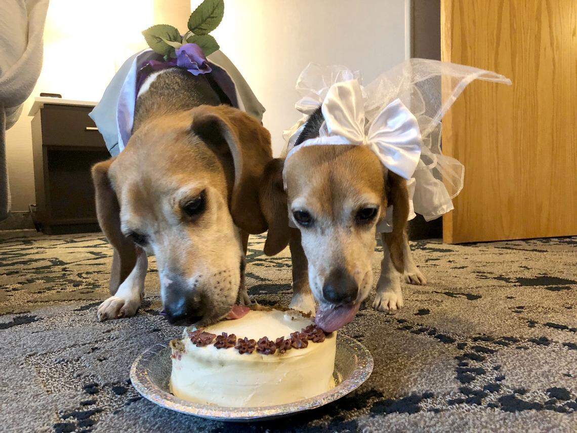 Rogers and Marge enjoy a wedding cake during their stay at the Embassy Suites in Cary.