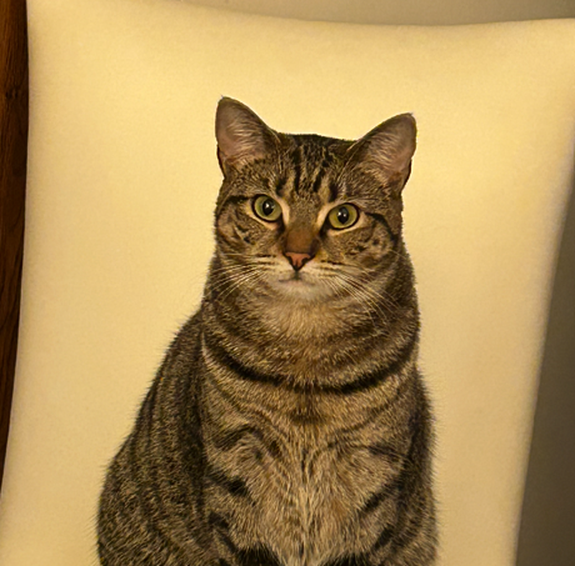 Lucy, one of the finalists in the News & Observer’s cutest cat contest.