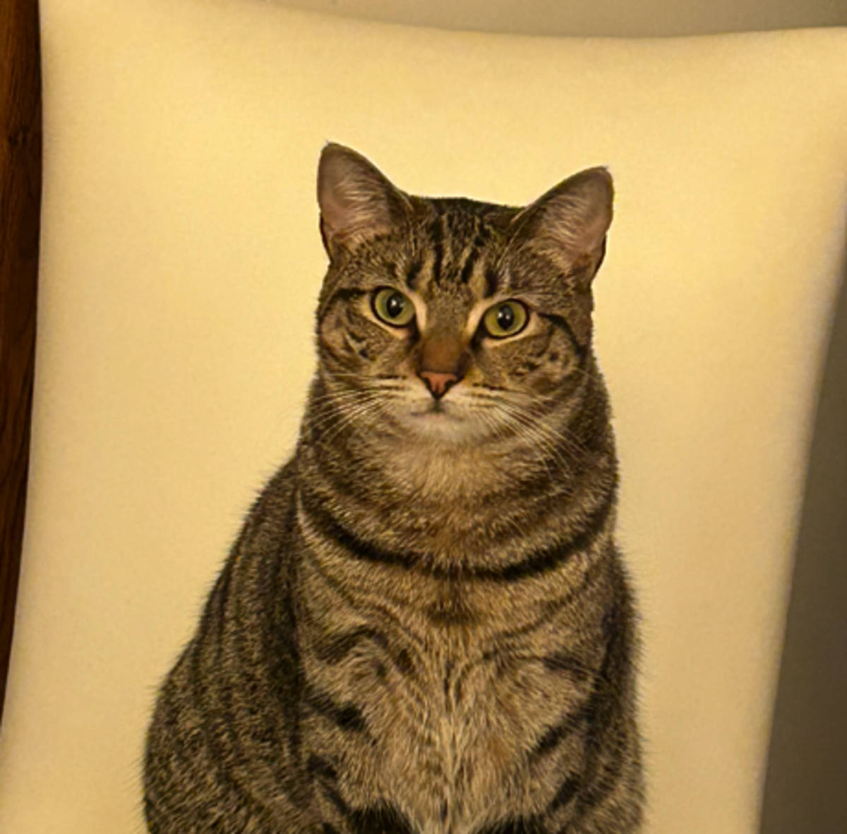 Lucy, one of the finalists in the News & Observer’s cutest cat contest.