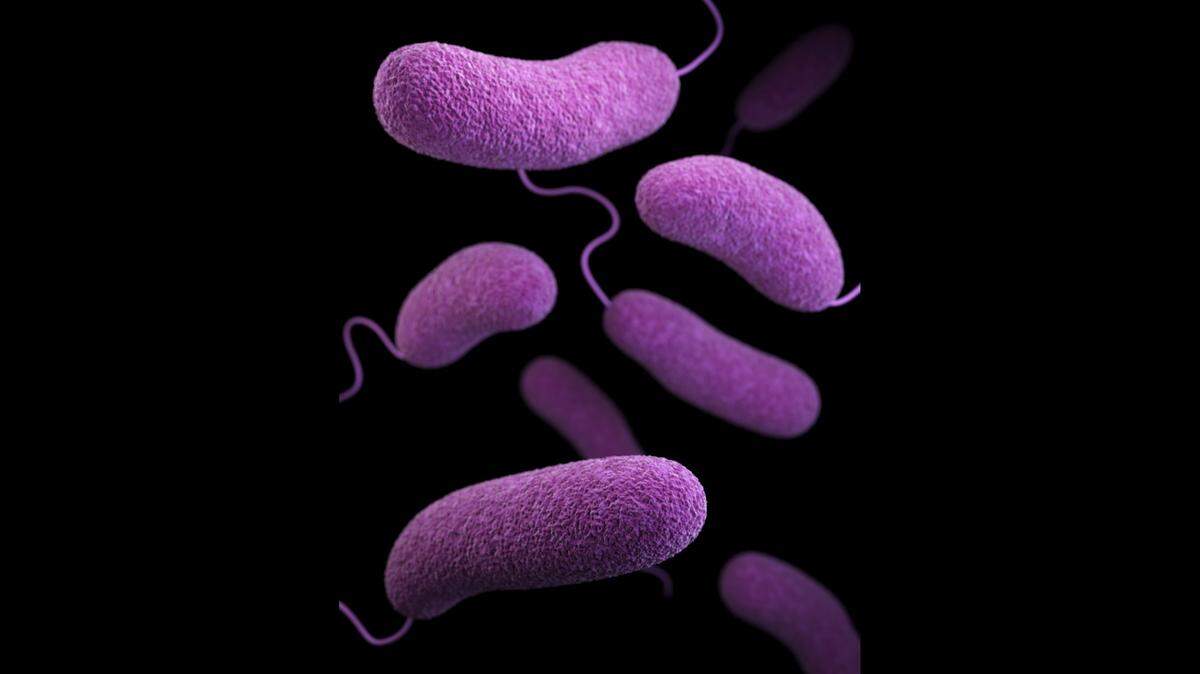 Three people living in North Carolina have died from vibrio infections this summer, officials said.