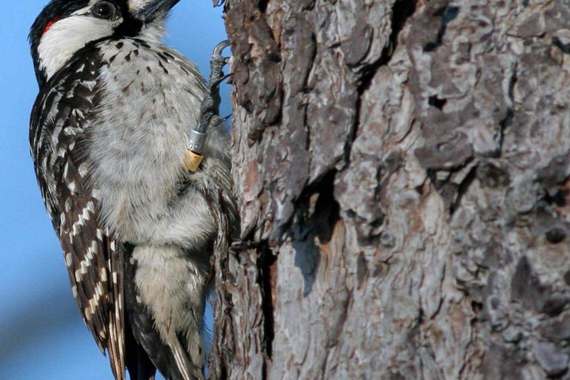 The U.S. Fish and Wildlife Service has downlisted the red-cockaded woodpecker to threatened status instead of endangered. In North Carolina, populations around Fort Liberty and the Alligator River National Wildlife Refuge are considered recovered while one around Camp Lejeune has not met its target.