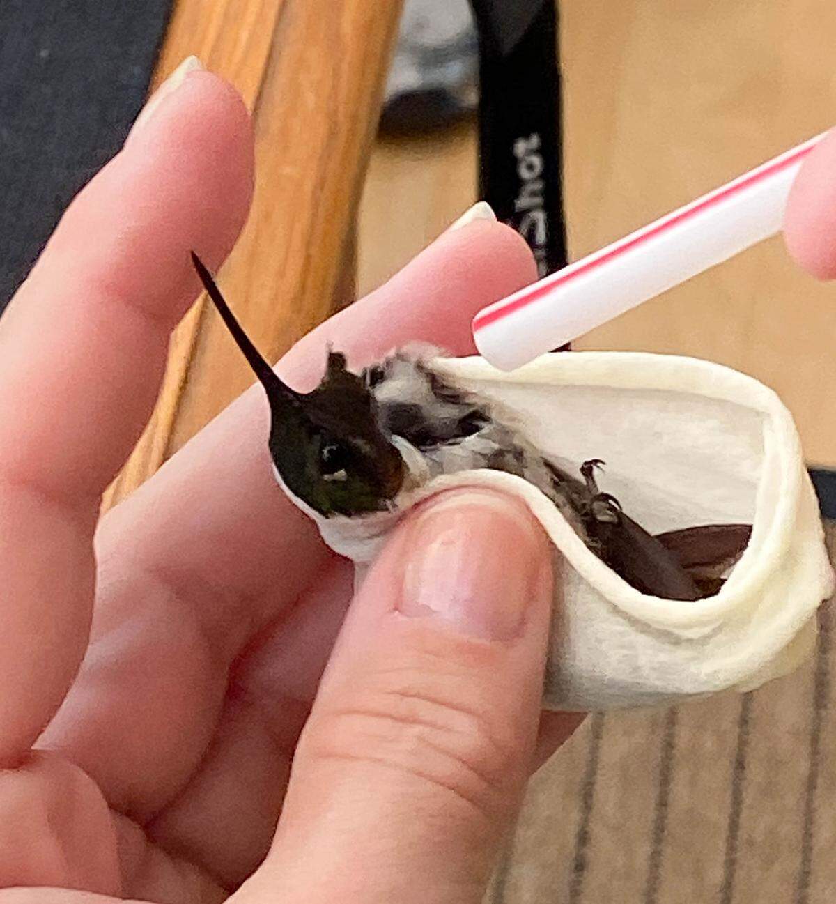 Researchers are banding hummingbirds to monitor their migration patterns. The birds are adapting — in a kind of evolution on fast forward. They’re branching out in where they live, sometimes in what they eat and how they approach the annual migrations that follow the hemisphere’s weather cycles.