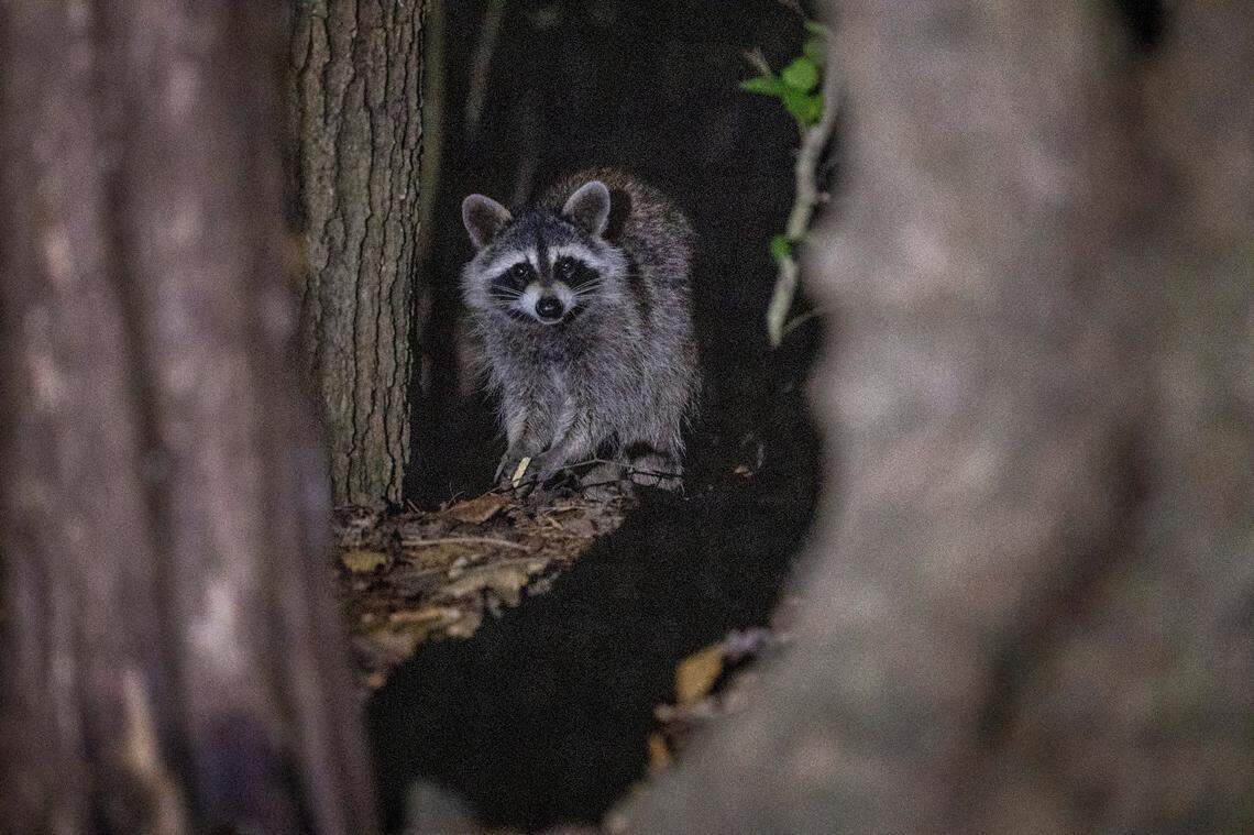 A raccoon wanders into a campsite looking for food at Lake Norman Sate Park in Troutman.