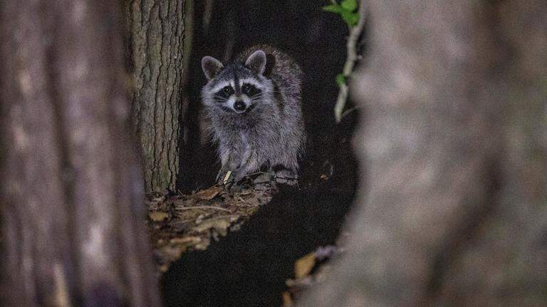 4 ways to keep your SC house snake, rodent and bug free during the winter months