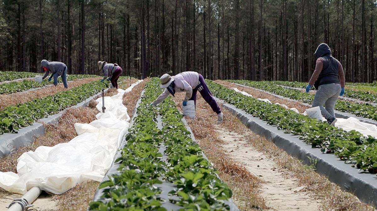 Workers harvest strawberries at the Penny Produce farm in Willow Springs earlier this month.