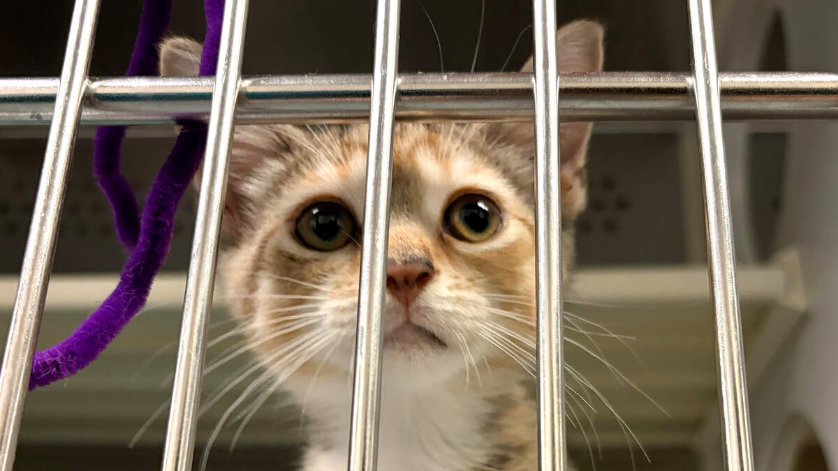 One of many kittens waiting for adoption at the Wake County Animal Shelter.