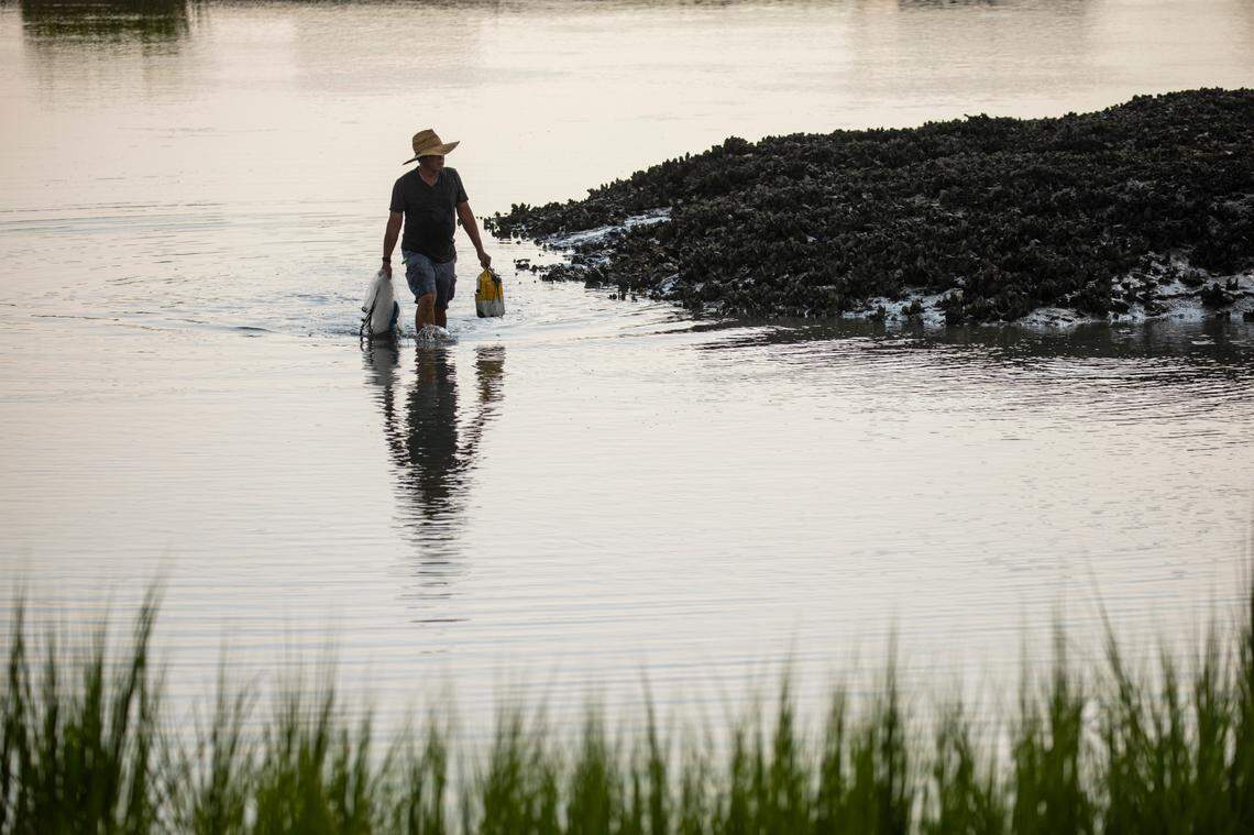 A fisherman works the low tide oyster banks in Hog Inlet, in the Cherry Grove section of North Myrtle Beach. Aug. 11, 2021.