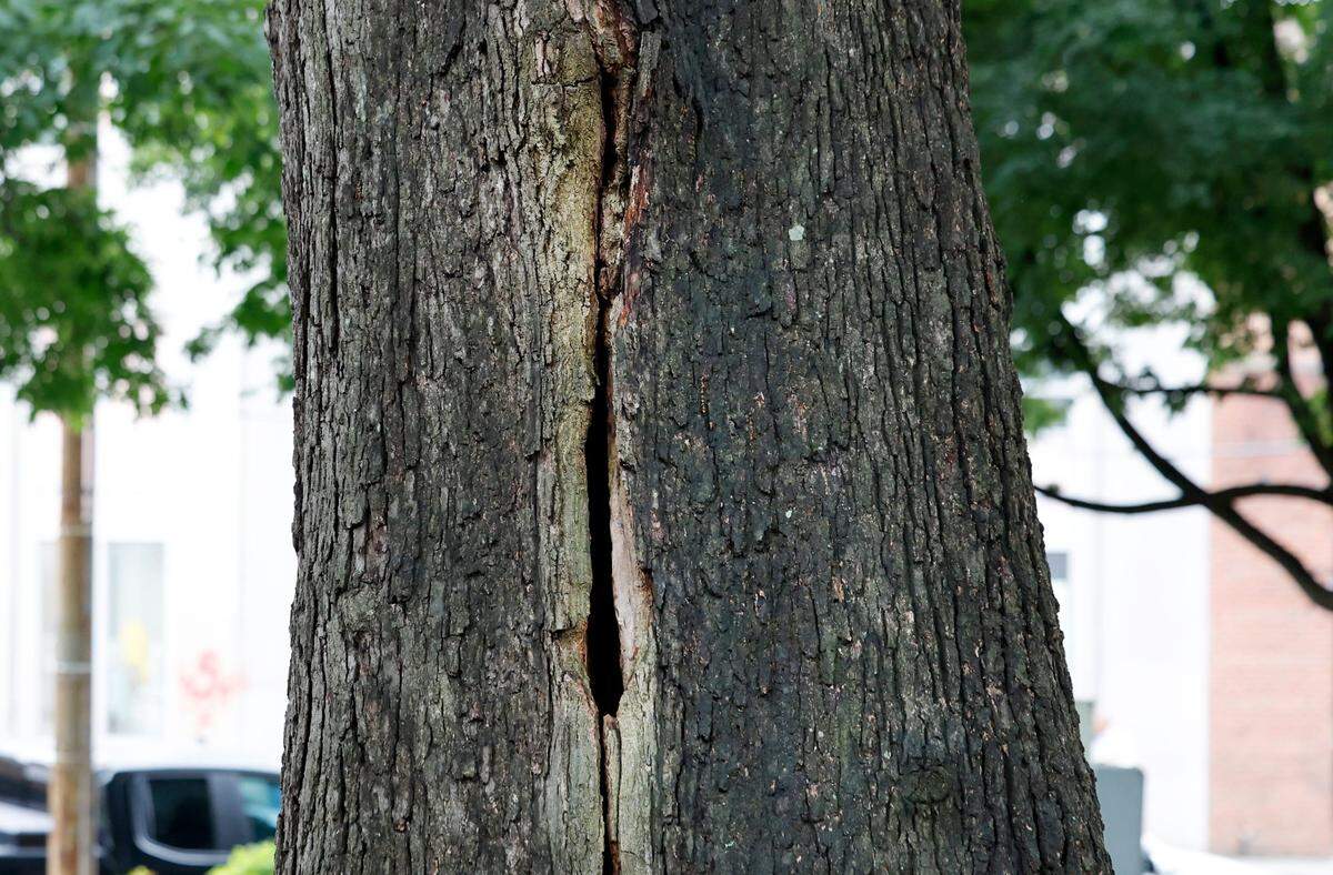 A white oak tree in Nash Square in downtown Raleigh, N.C. is scheduled to be removed because of a large crack in its trunk. The tree was photographed Wednesday, May 15, 2024.