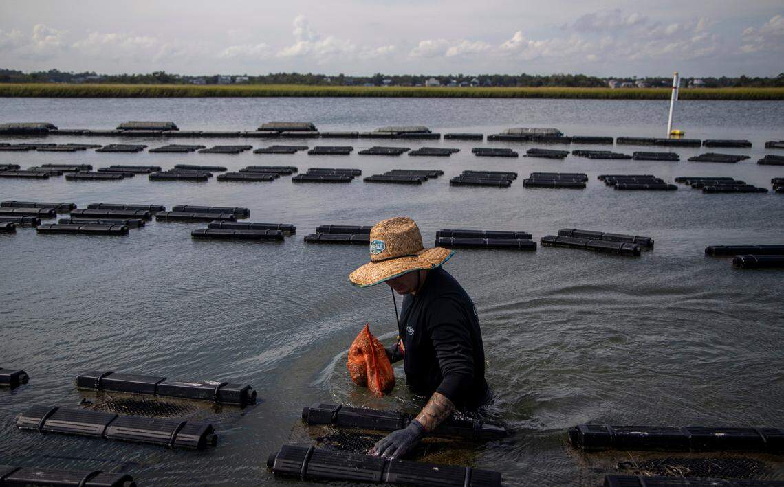Cody Faison farms oysters in Topsail Sound near Hampstead Wednesday, Sept. 8, 2021. Faison says healthy salt marshes are essential to his business. Salt marshes in North Carolina are being pushed back by rising sea waters, but aren’t always able to retreat due to coastal development, leaving them to shrink.
