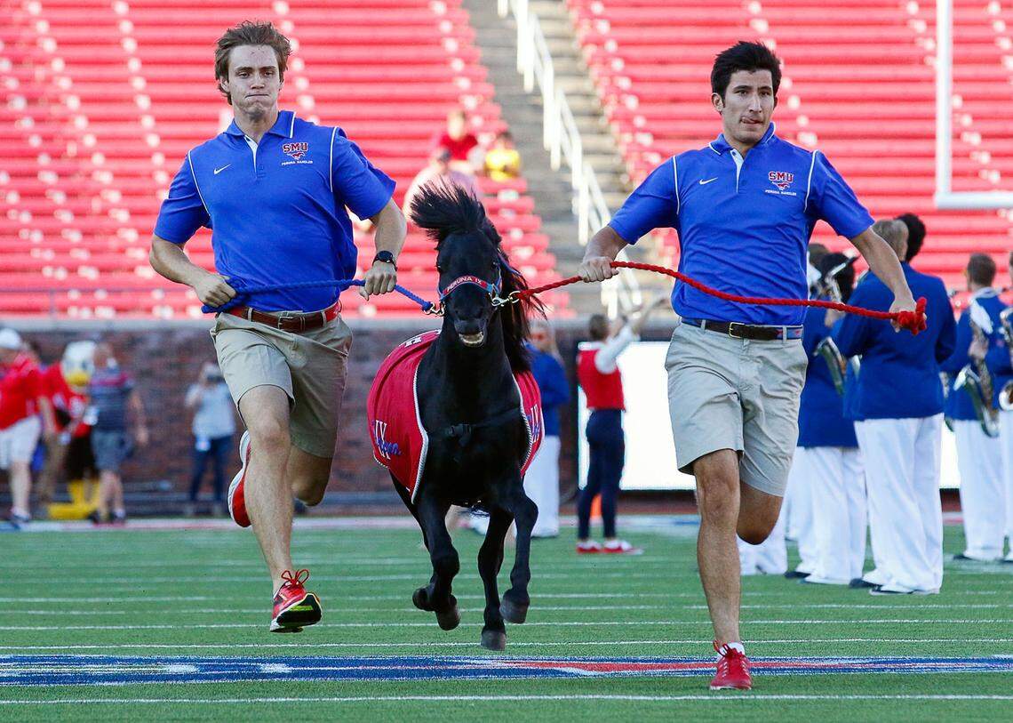 Southern Methodist Mustangs mascot Peruna leads the team onto the field.